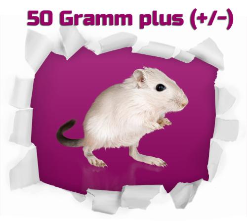 Gerbil 10 St. ca. 50g (+/-) Wüstenrennmaus