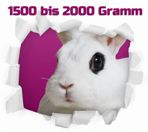 1 Stück Hase / Kaninchen ca. 2.0 - 3.0 Kg