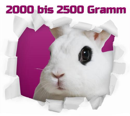 Hase/Kaninchen pro Stück gefroren ca. 2000/2500g