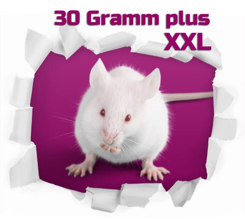 Maus XXL 30g+ 50 Stück