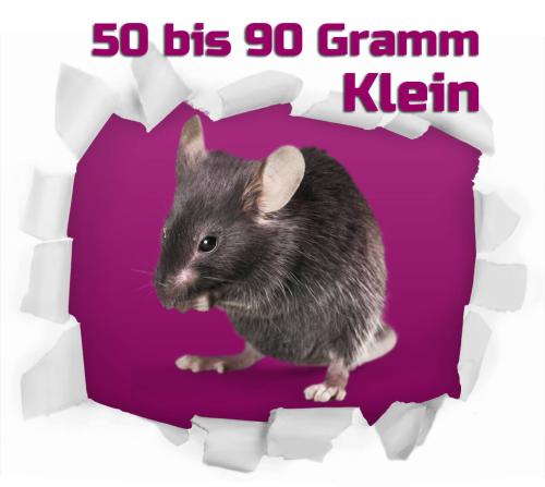 Ratte klein 50-90g 100 Stück