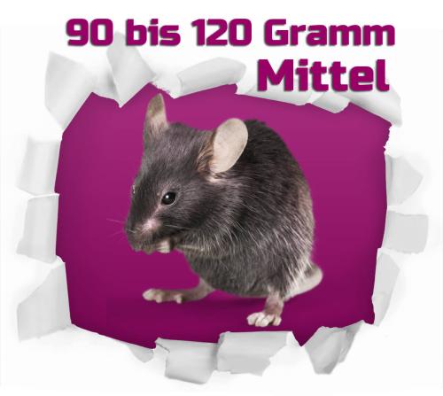 Ratte mittel 90-120g 100 Stück