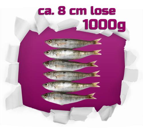 Sprotten lose ca. 8 cm 1,0 kg