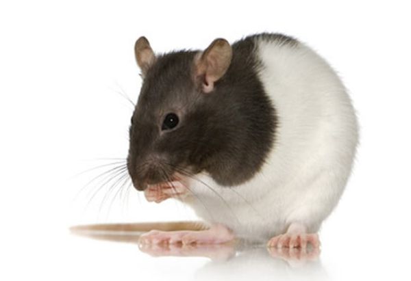 Ratten Groß 200-250 Gramm 5 Stück