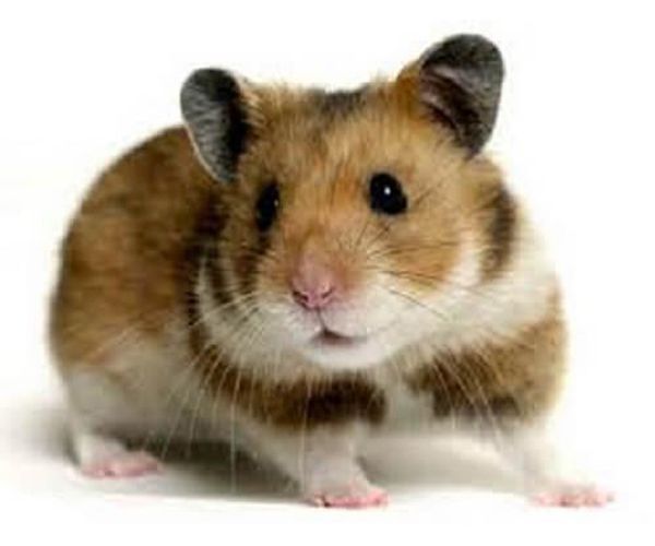 Hamster groß 2 St. ca. 100-200g