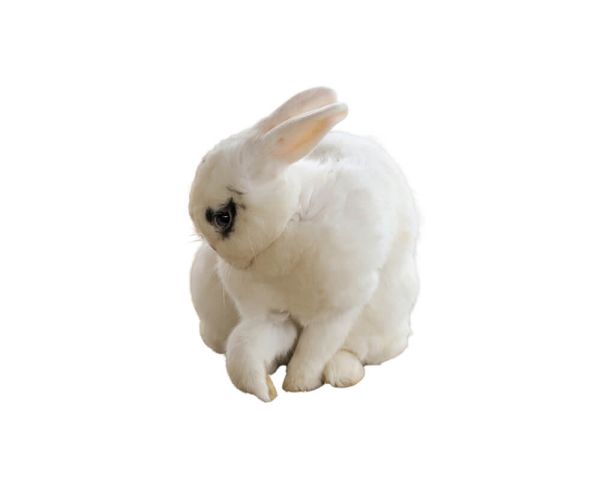 Hase/Kaninchen pro Stück gefroren ca. 1000/1500g