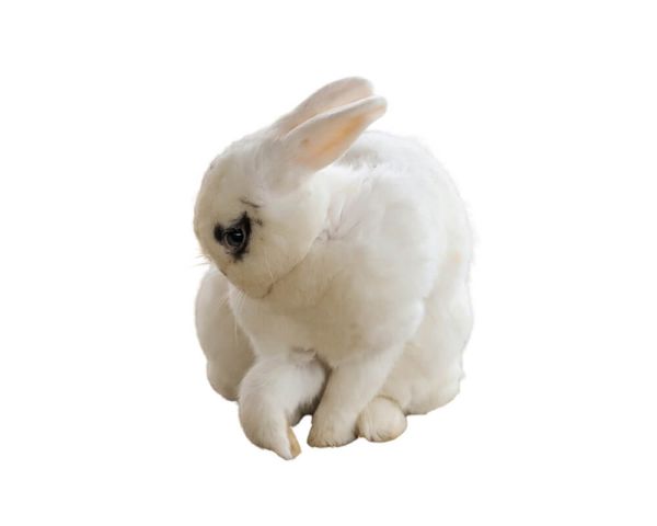 Hase/Kaninchen pro Stück gefroren ca. 2000/2500g
