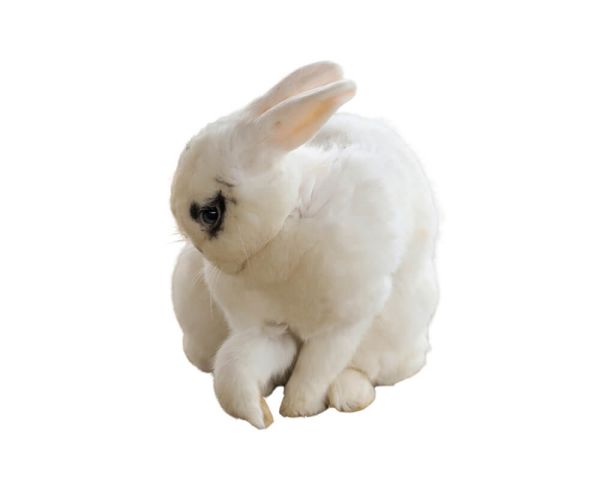 Hase/Kaninchen pro Stück gefroren ca. 2500/3000g