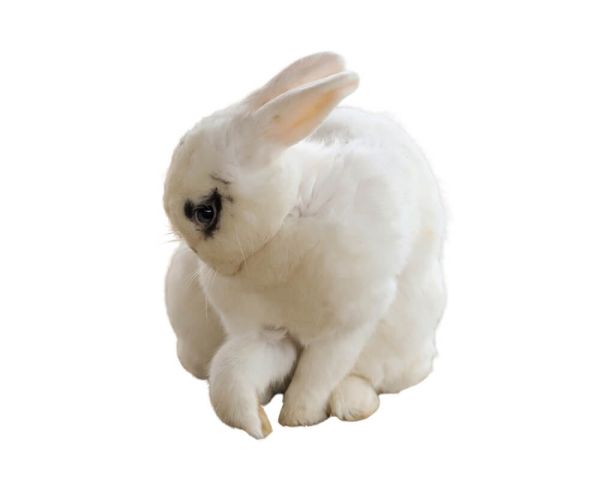 Hase/Kaninchen pro Stück gefroren ca. 3000/4000g