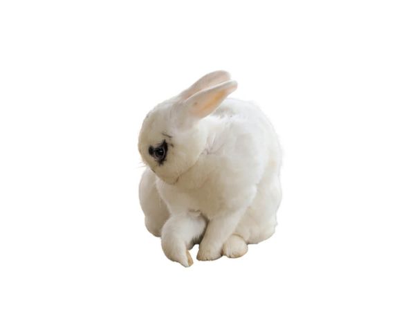 Hase/Kaninchen pro Stück gefroren ca. 400g (+/-)