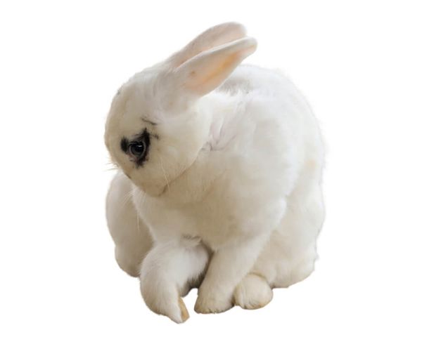 Hase/Kaninchen pro Stück gefroren ca. 5000/6000g