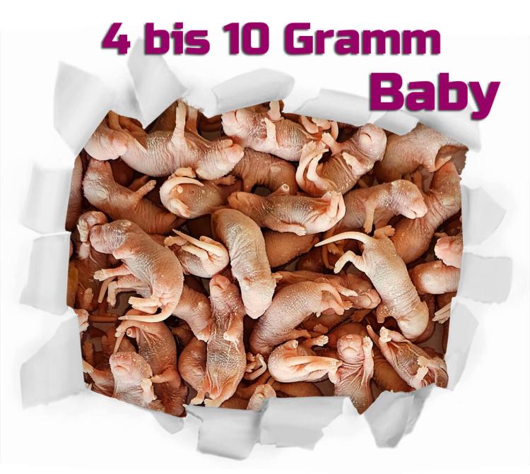 Babyratten 4-10g 100 Stück