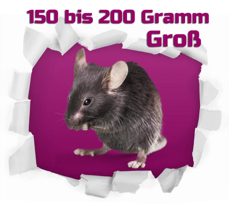 Ratte groß 150-200g 100 Stück