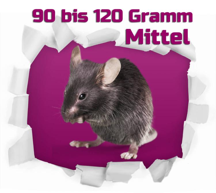 Ratte mittel 90-120g 10 Stück