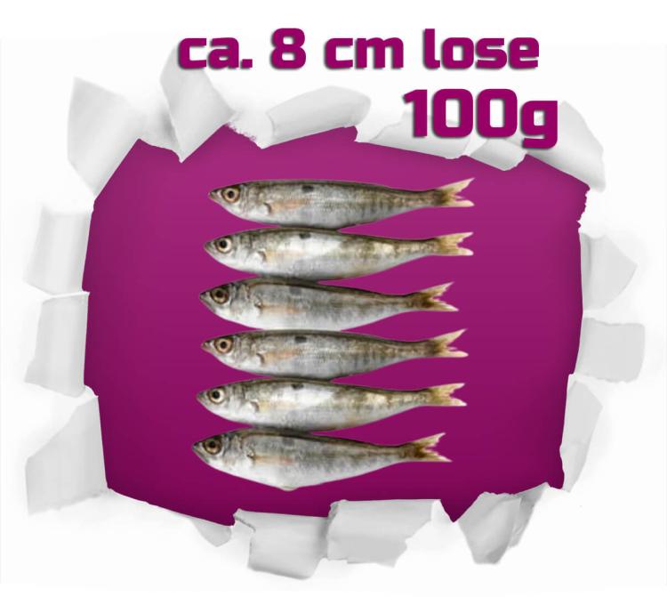 Sprotten lose ca. 8 cm 100g