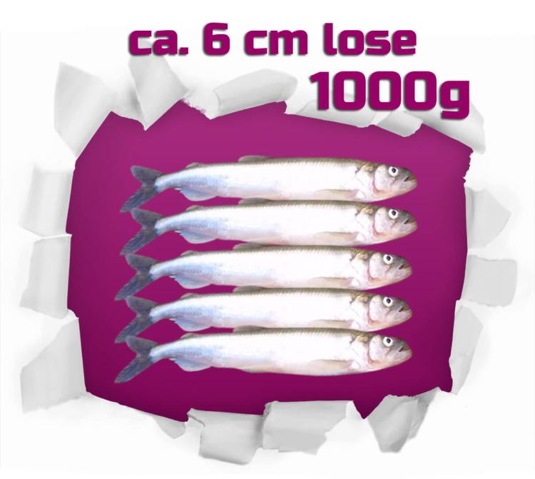 Stinte lose ca. 6 cm 1 kg - Frostfutter Futtertiere