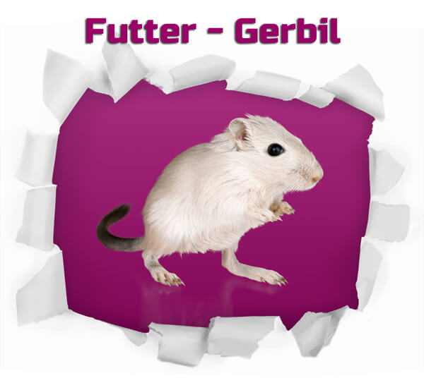 Gerbil - Frostfutter