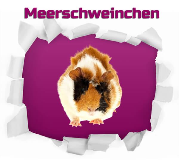 Meerschweinchen - Frostfutter