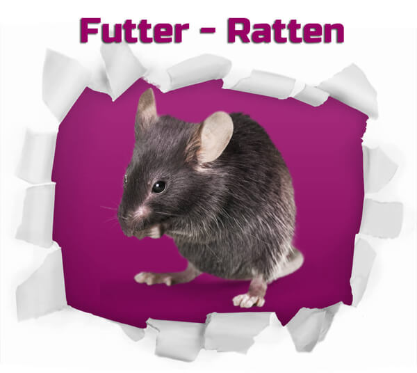 Ratten - Frostfutter