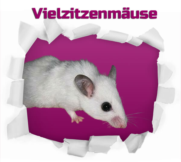 Vielzitzenmäuse - Frostfutter